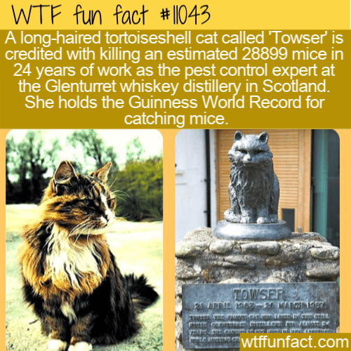 WTF Fun Fact - Towser The Mouser