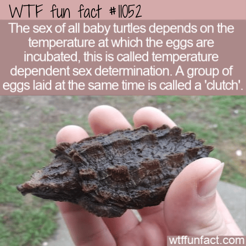 WTF Fun Fact - Turtle Sex Determination