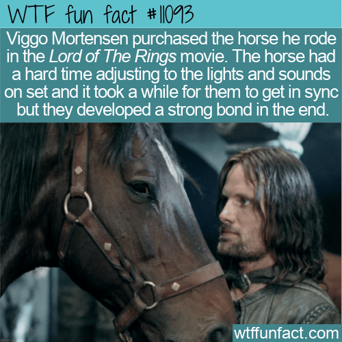 WTF Fun Fact - Viggo Bought His LOTR Horse