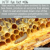WTF Fun Fact – Wax Worm vs. Plastics