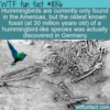 WTF Fun Fact – Where Do Hummingbirds Come From?