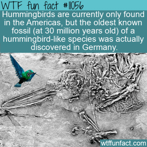 WTF Fun Fact - Where Do Hummingbird's Belong