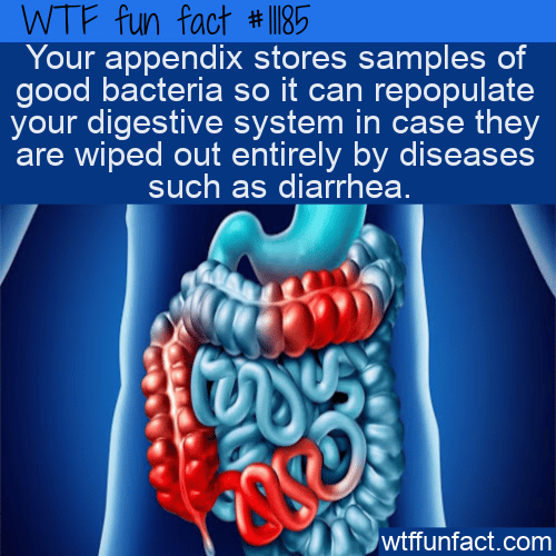 WTF Fun Fact - Appendix Stores Good Bacteria