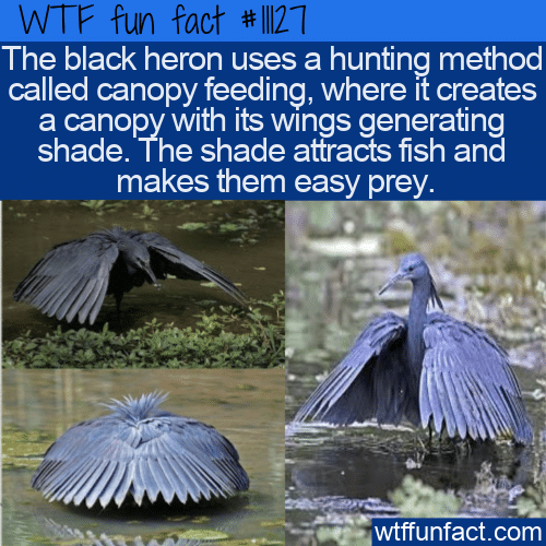 WTF Fun Fact - Black Heron's Canopy Feeding
