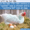 WTF Fun Fact – Cacklers And Cackling Farts