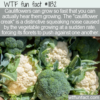 WTF Fun Fact – Cauliflower Creak