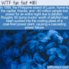WTF Fun Fact – Disruptive Jellyfish