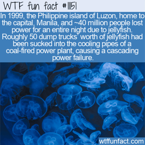 WTF Fun Fact - Disruptive Jellyfish