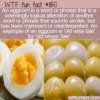 WTF Fun Fact – Eggcorn