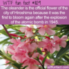 WTF Fun Fact – Official Flower Of Hiroshima