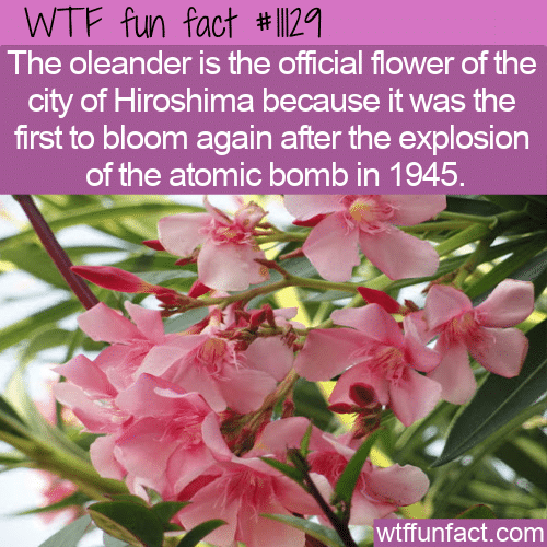 WTF Fun Fact - First Bloom After 1945