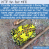 WTF Fun Fact – Frog Glue