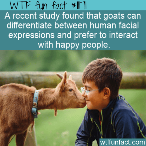 WTF Fun Fact - Goats Like Happy People