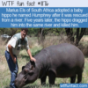 WTF Fun Fact – Hippos Are Not Pets