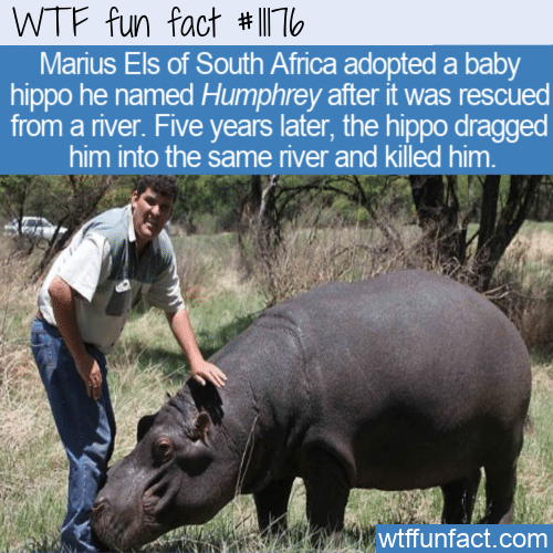 WTF Fun Fact - Killed By Pet Hippo
