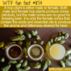 WTF Fun Fact – Male And Female Hops