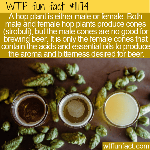 WTF Fun Fact - Male And Female Hops