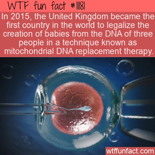 WTF Fun Fact - Mitochondrial DNA Replacement