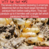 WTF Fun Fact – Paralyzing Fart