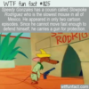 WTF Fun Fact – Slowpoke Rodriguez