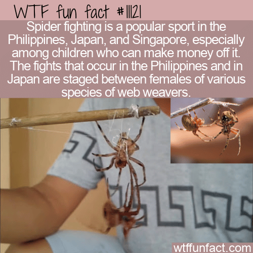 WTF Fun Fact - Spider Fighting
