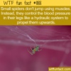 WTF Fun Fact – Spider Hydraulics