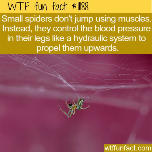 WTF Fun Fact - Spider's Blood Pressure Jump