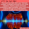 WTF Fun Fact – Stomach Rumbling?