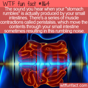 stomach rumble and diarrhea
