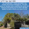 WTF Fun Fact – Suicidal Palm Tree