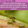 WTF Fun Fact – Blood Sucking Pea Aphid
