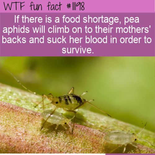 WTF Fun Fact - Blood Sucking Pea Aphid