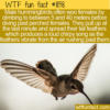 WTF Fun Fact – Woo By Diving