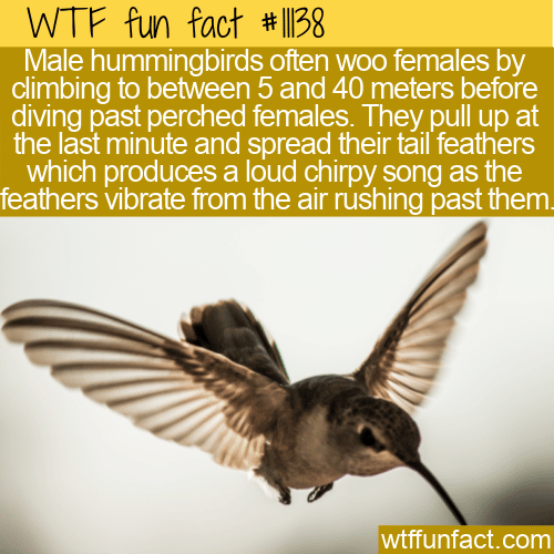 WTF Fun Fact - Woo By Diving
