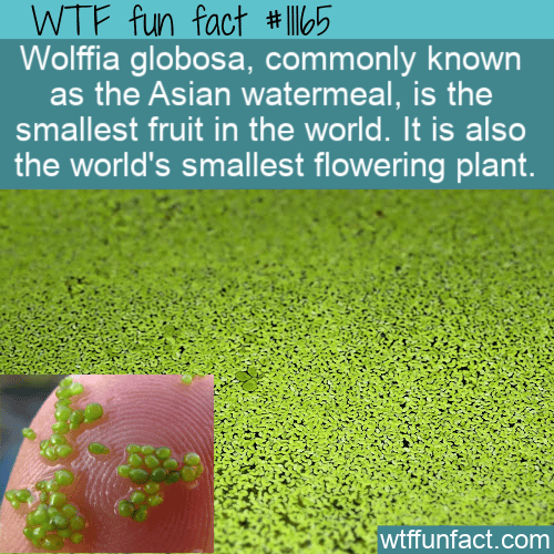 WTF Fun Fact - World's Smallest Fruit