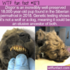 WTF Fun Fact – 18,000-year-old Dogor