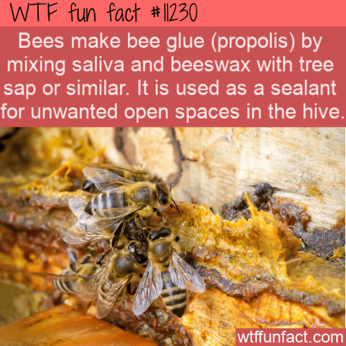WTF Fun Fact - Bee Glue