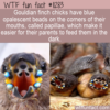 WTF Fun Fact – Gouldian Finch Papillae