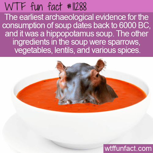 WTF Fun Fact - Hippopotamus Soup