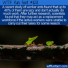 WTF Fun Fact – Lazy Worker Ants
