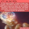 WTF Fun Fact – More Neurons As An Embryo