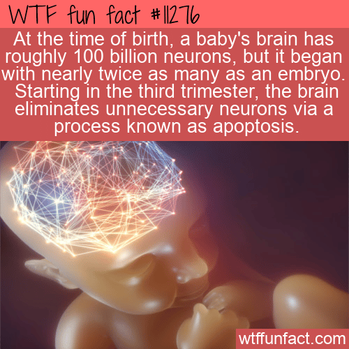 WTF Fun Fact - More Neurons As An Embryo