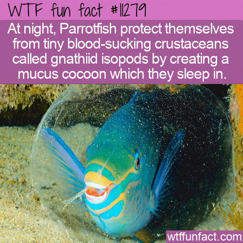 WTF Fun Fact - Mucus Cocoon