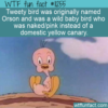 WTF Fun Fact – Orson Not Tweety Bird