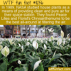 WTF Fun Fact – Space Station Flower Filtration