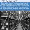 WTF Fun Fact – Starved In A Room Full Of Seeds