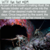 WTF Fun Fact – Weird Lobster Mating Ritual