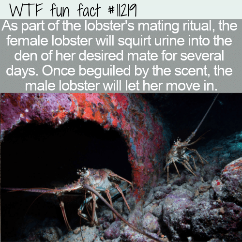 WTF Fun Fact - Weird Lobster Mating Ritual