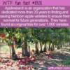 WTF Fun Fact – Applesearch