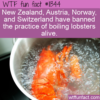 WTF Fun Fact – Boiled Lobster?